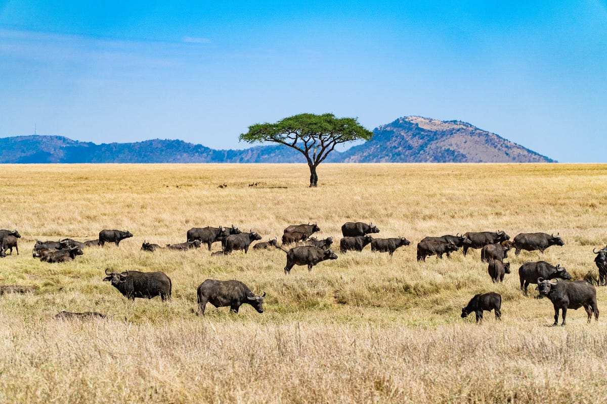 How much does a budget safari cost in Tanzania? by Dodo Group
