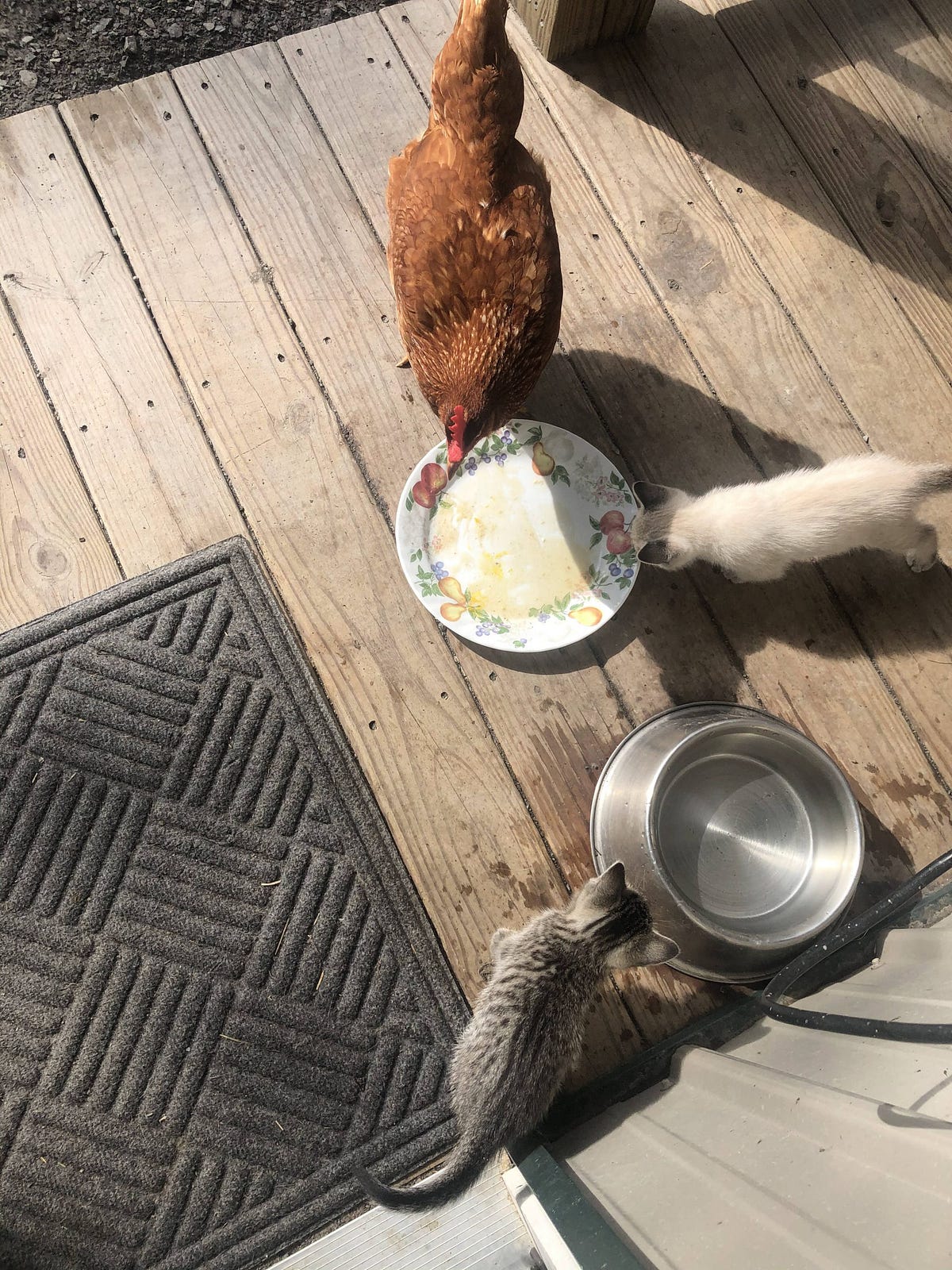 Do My Backyard Chickens Need Worming? Backyard Chicken News Medium