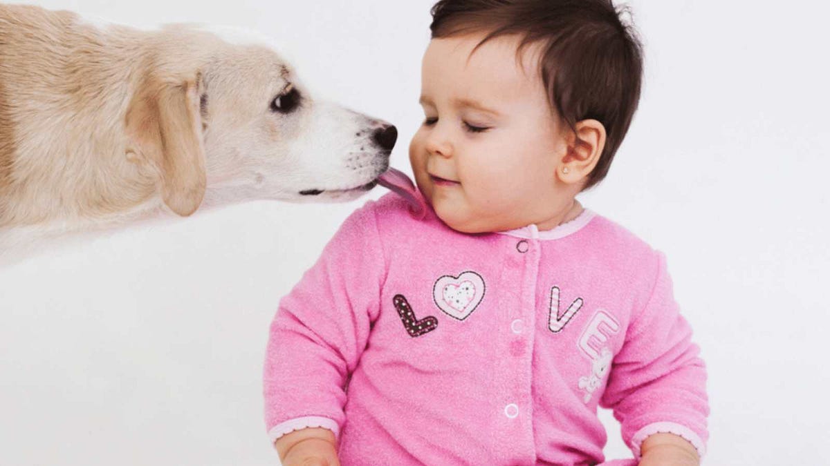 What to Do If Dog Licks Baby Mouth Quick Safety Tips by Jean P. Ames