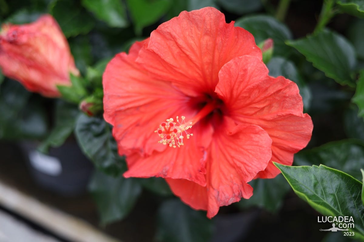 Dei coloratissimi fiori di ibisco