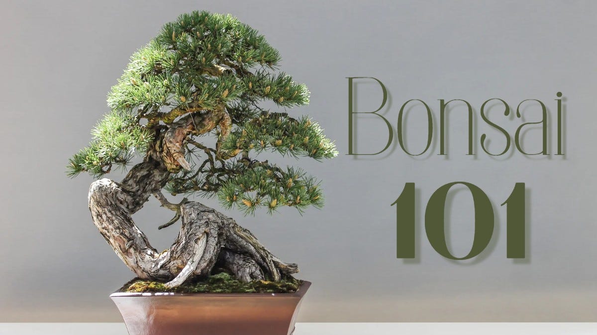 How to Pick a Bonsai Tree That’s Right for You (The Ultimate Guide!) by Matt Eastwood Medium