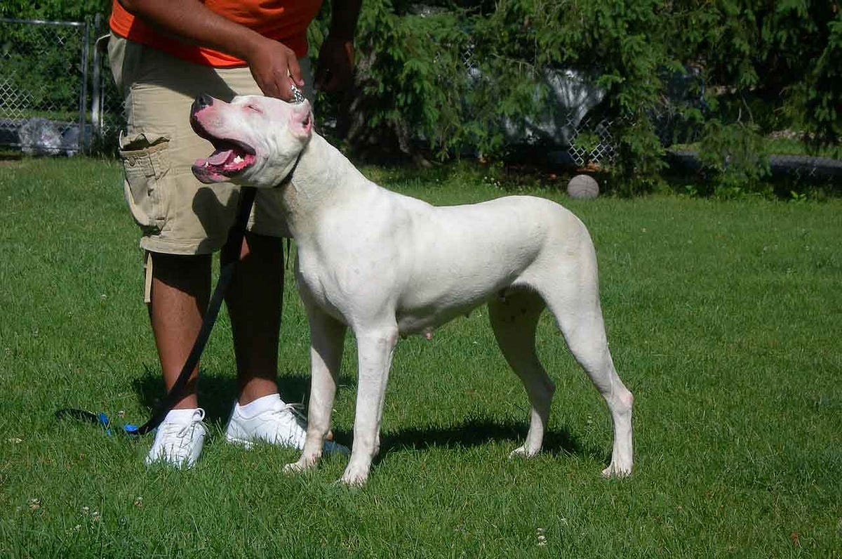 Dog Argentinian Mastiff / Dogo Argentino Our beautiful pictures