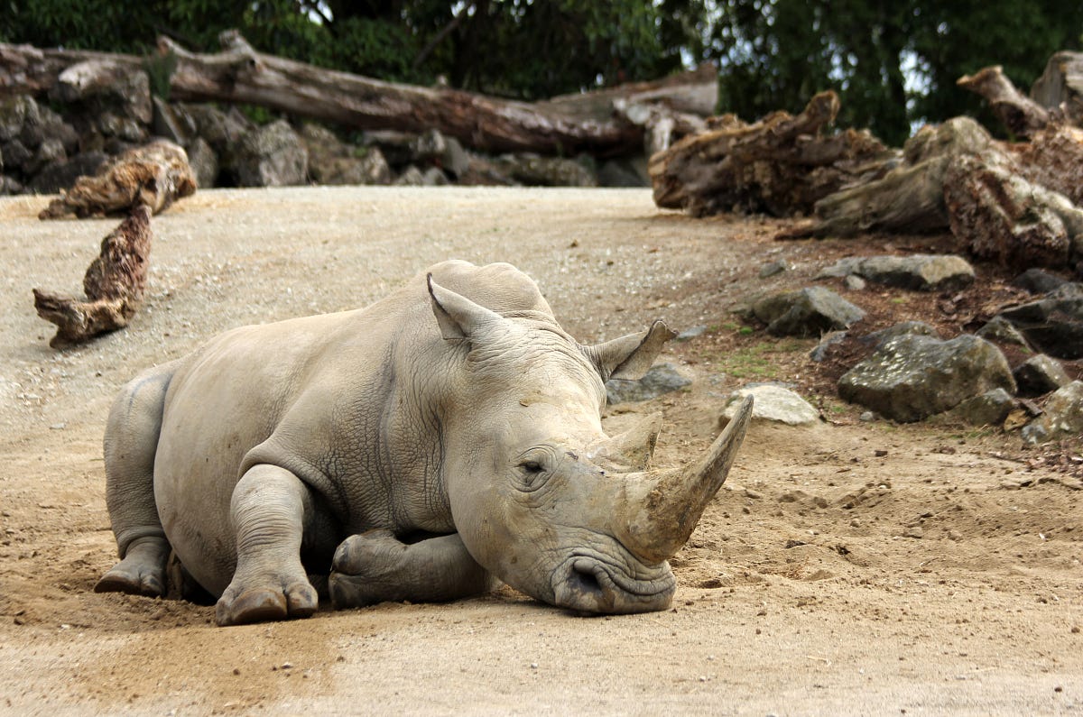 The Sad Truth About Zoos. Zoos have been around for many years… by Taylor Yount Medium