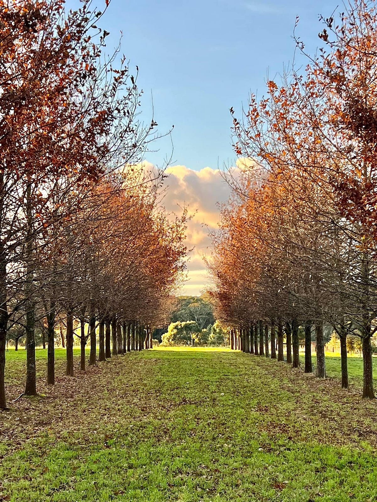 Truffle Hunting in Ballarat this Winter by Watanabe Nov, 2023 Medium