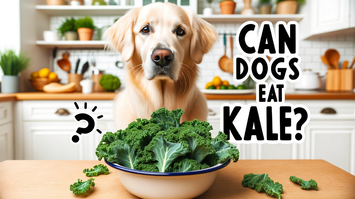 Can Dogs Eat Kale Barkydogtoys Medium