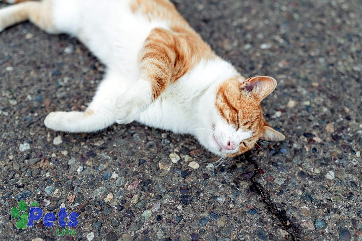 Understanding Male Cat Behavior After Neutering Insights and Tips by Pets Life Sep, 2023