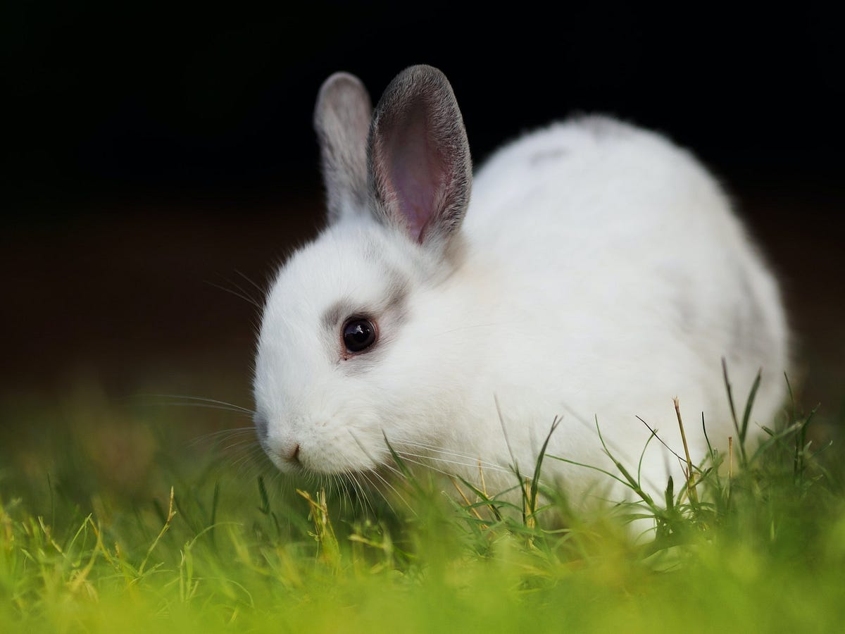 Do Domestic Rabbits Carry Diseases? Backyard Bunny News Medium