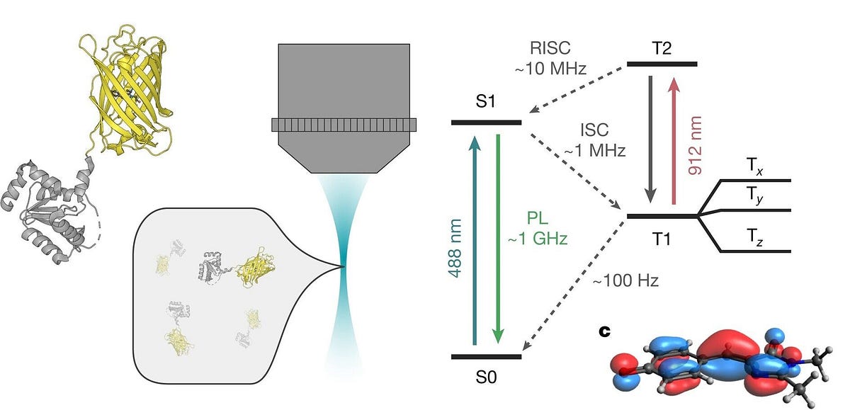 Quantum Biology Breakthrough: Fluorescent Proteins as Quantum Sensors!