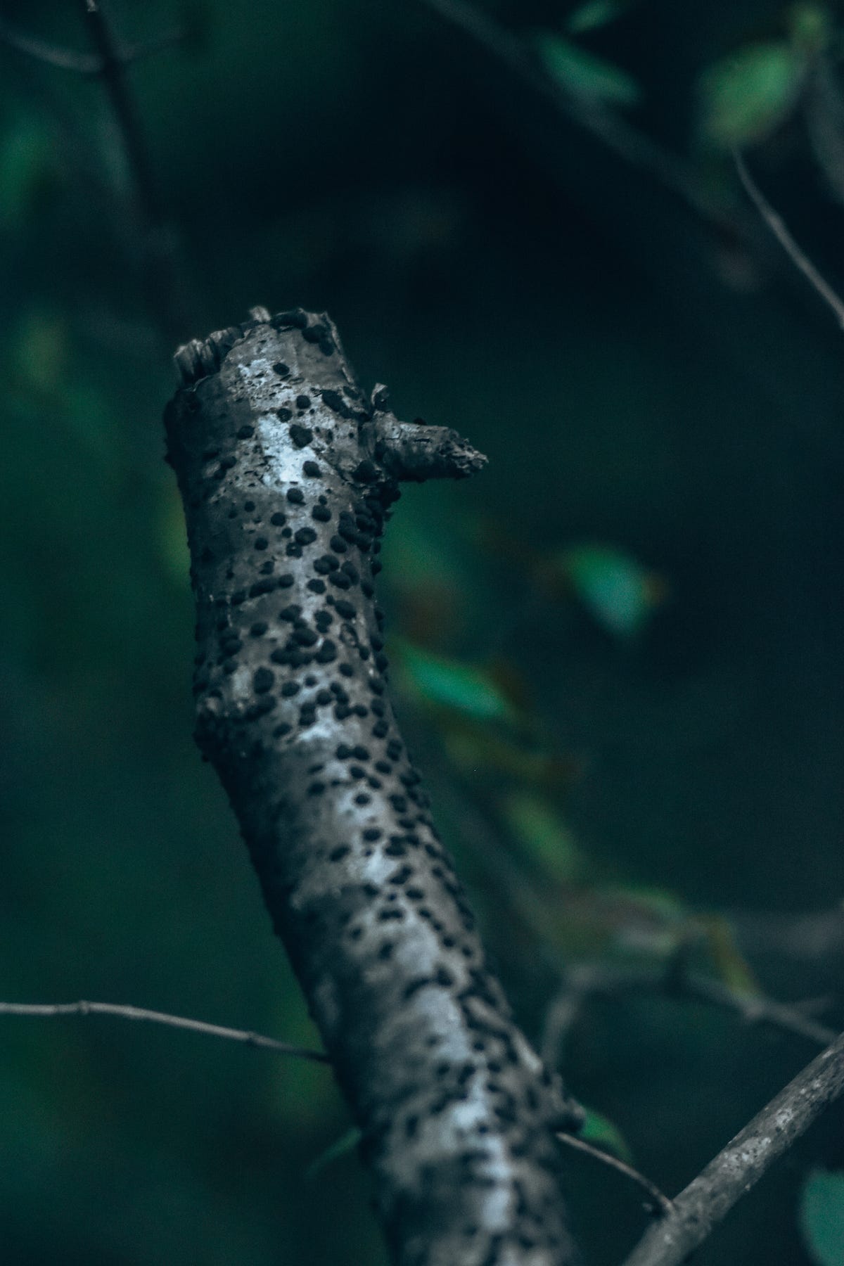 Can Lice Cause Hair Loss? How to Prevent and Treat It by Healthy Vibe Sep, 2023 Medium