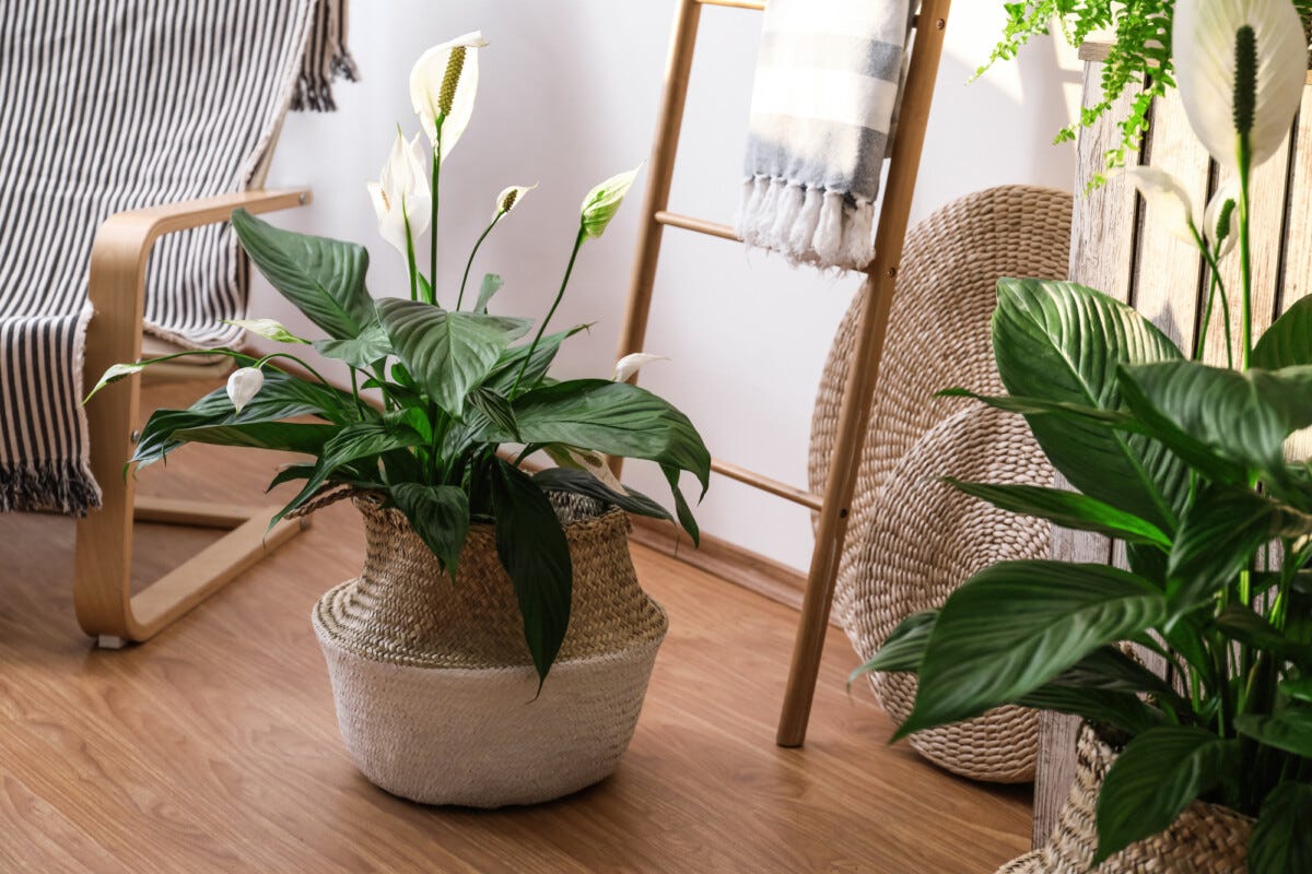 Lirio da Paz (Araceae) — Como cuidar e significado