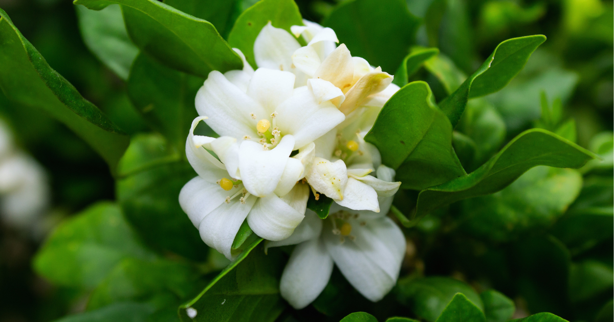 Top 10 Fragrant Plants. There are several plants in the world… by