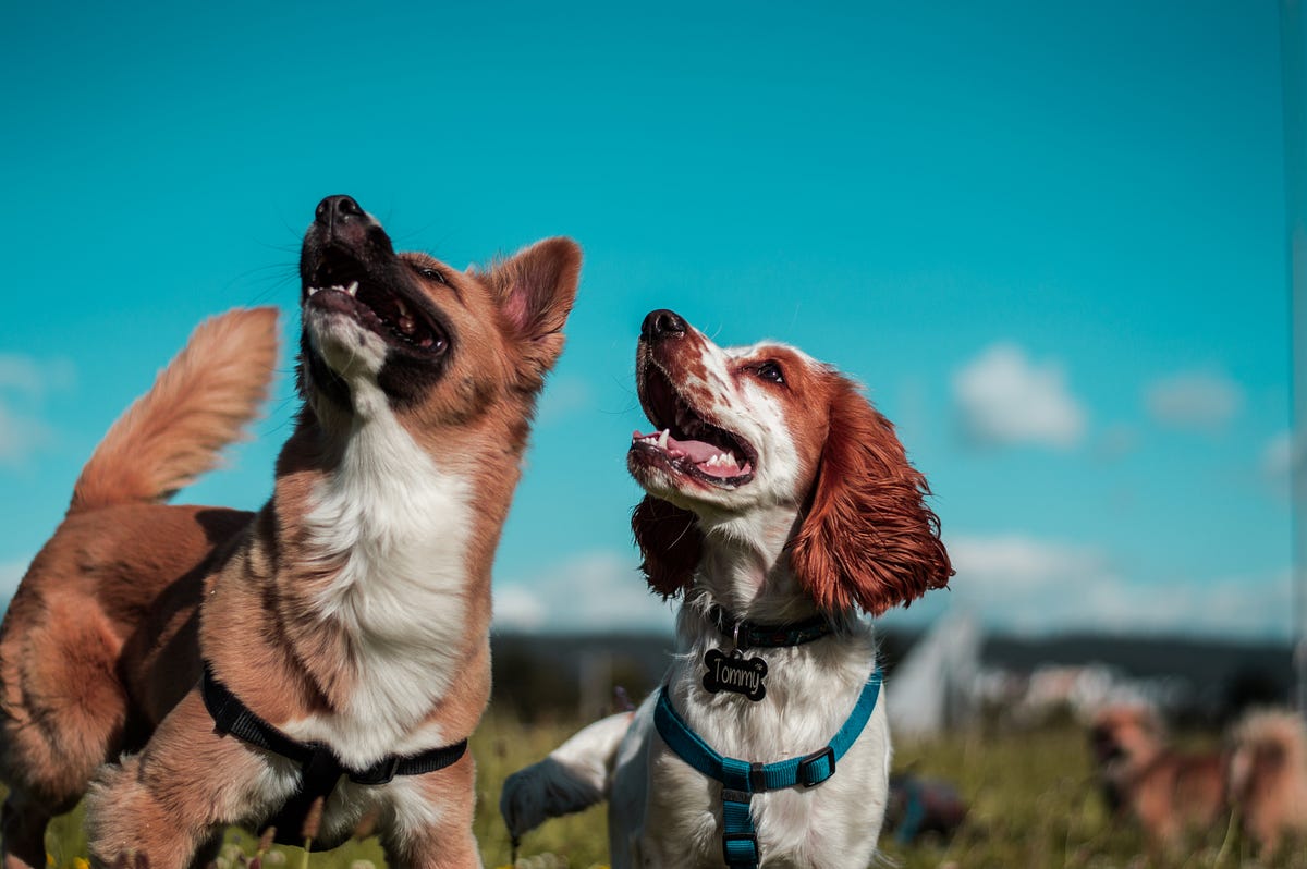 Can Dogs Get Hay Fever An Expert Veterinarian Provides Warning Signs 
