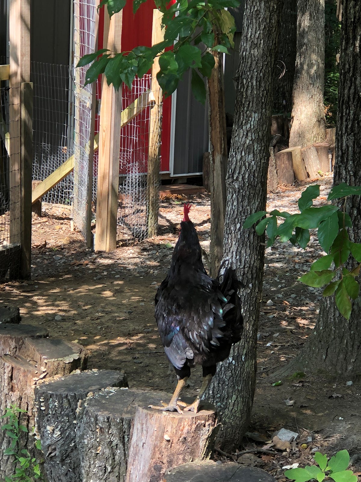 How Can Raising Chickens In Your Backyard Help the Environment
