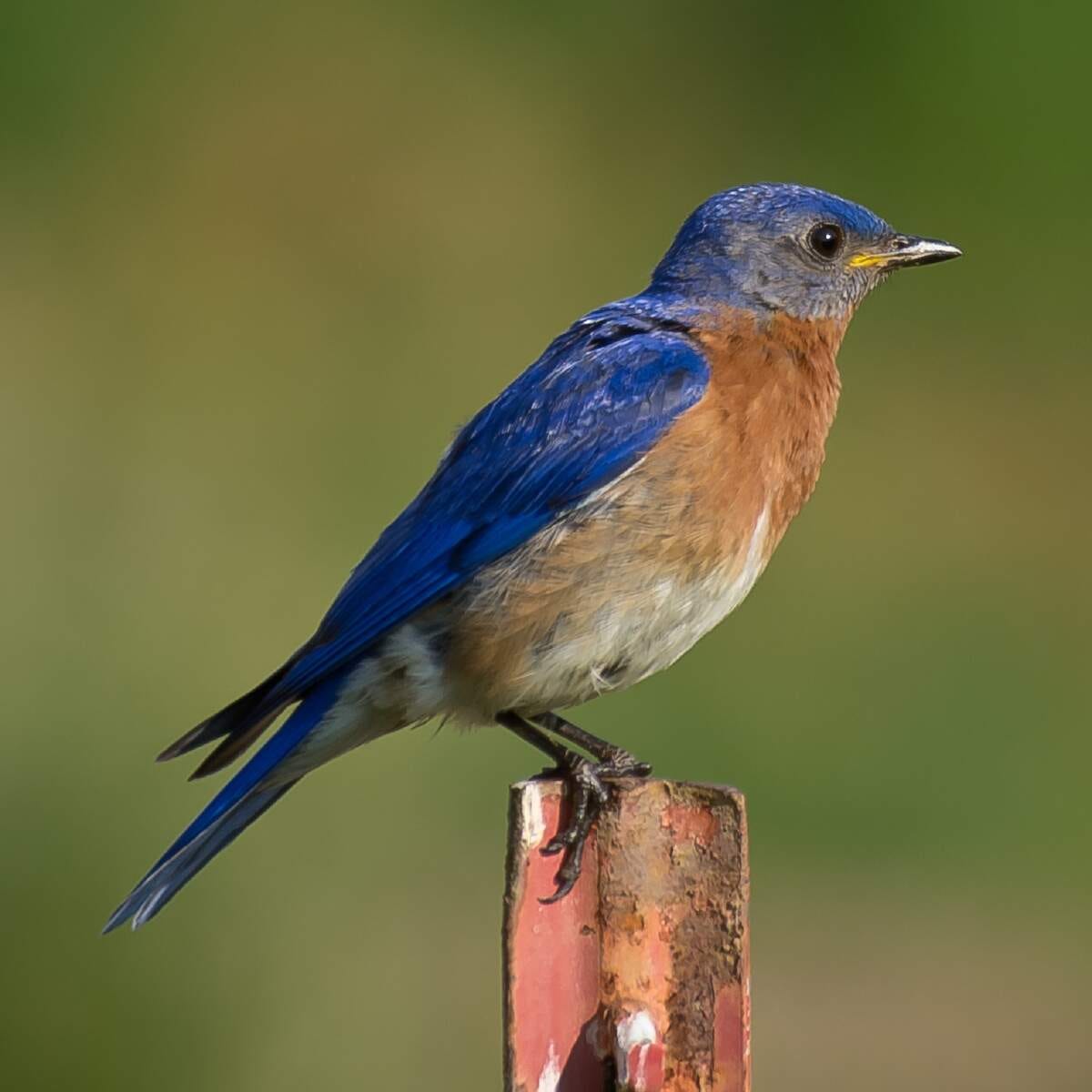 It’s National Bluebird of Happiness Day September 24, 2024 by