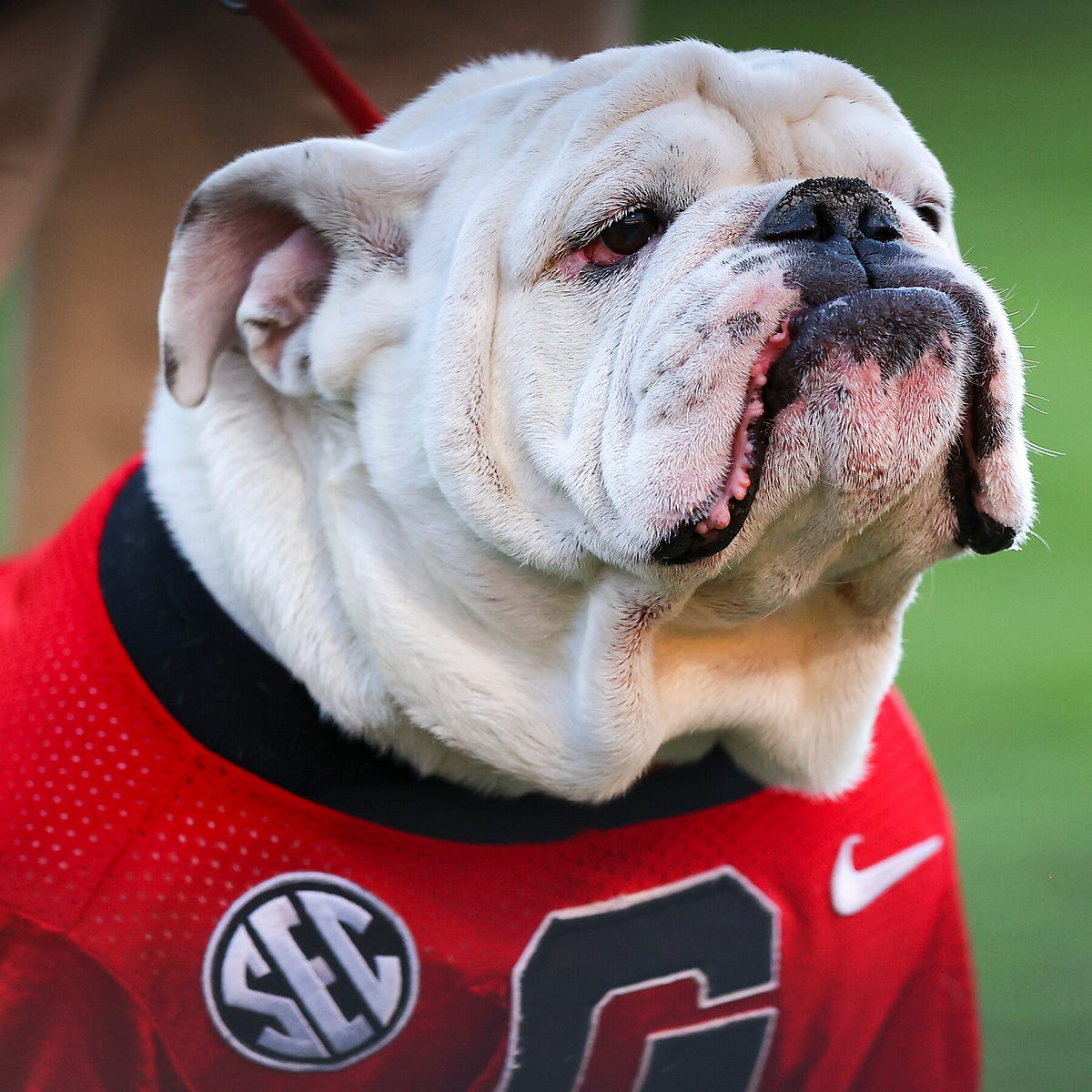 I Love You Live Mascots My College Does Not Have A Mascot The By i-love-you-live-mascots-my-college-does-not-have-a-mascot-the-by