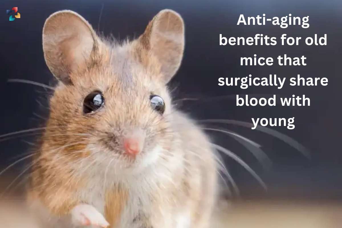 Antiaging benefits for old mice that surgically share blood with young
