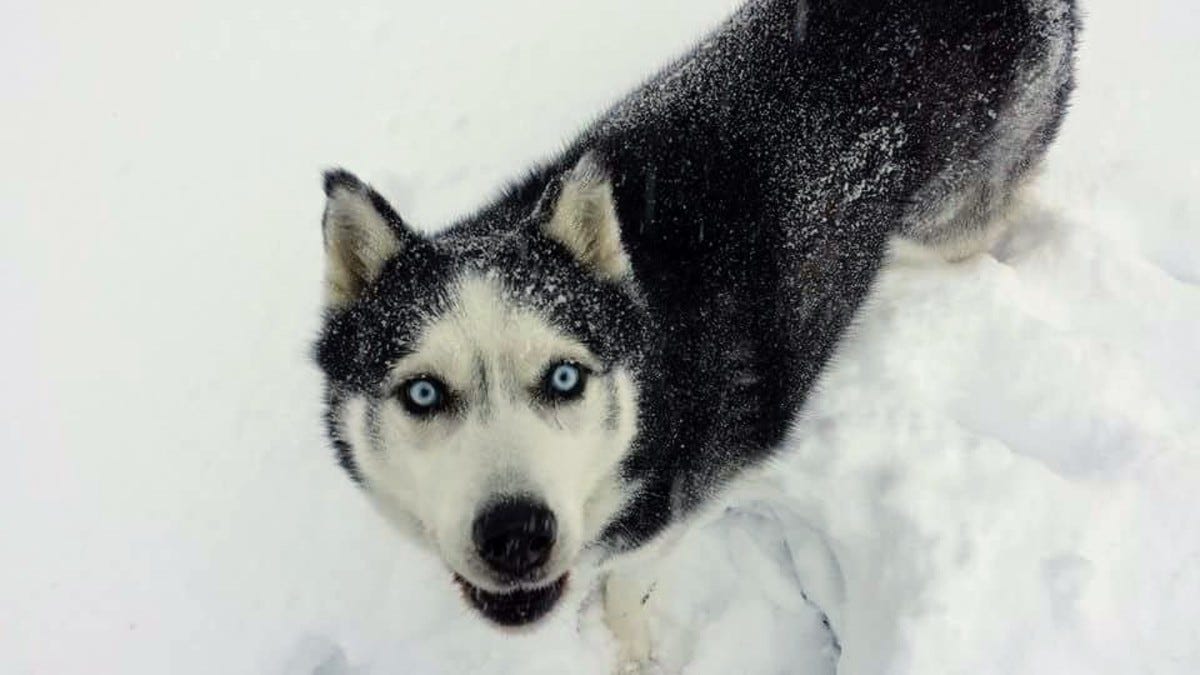 The Sled Dog