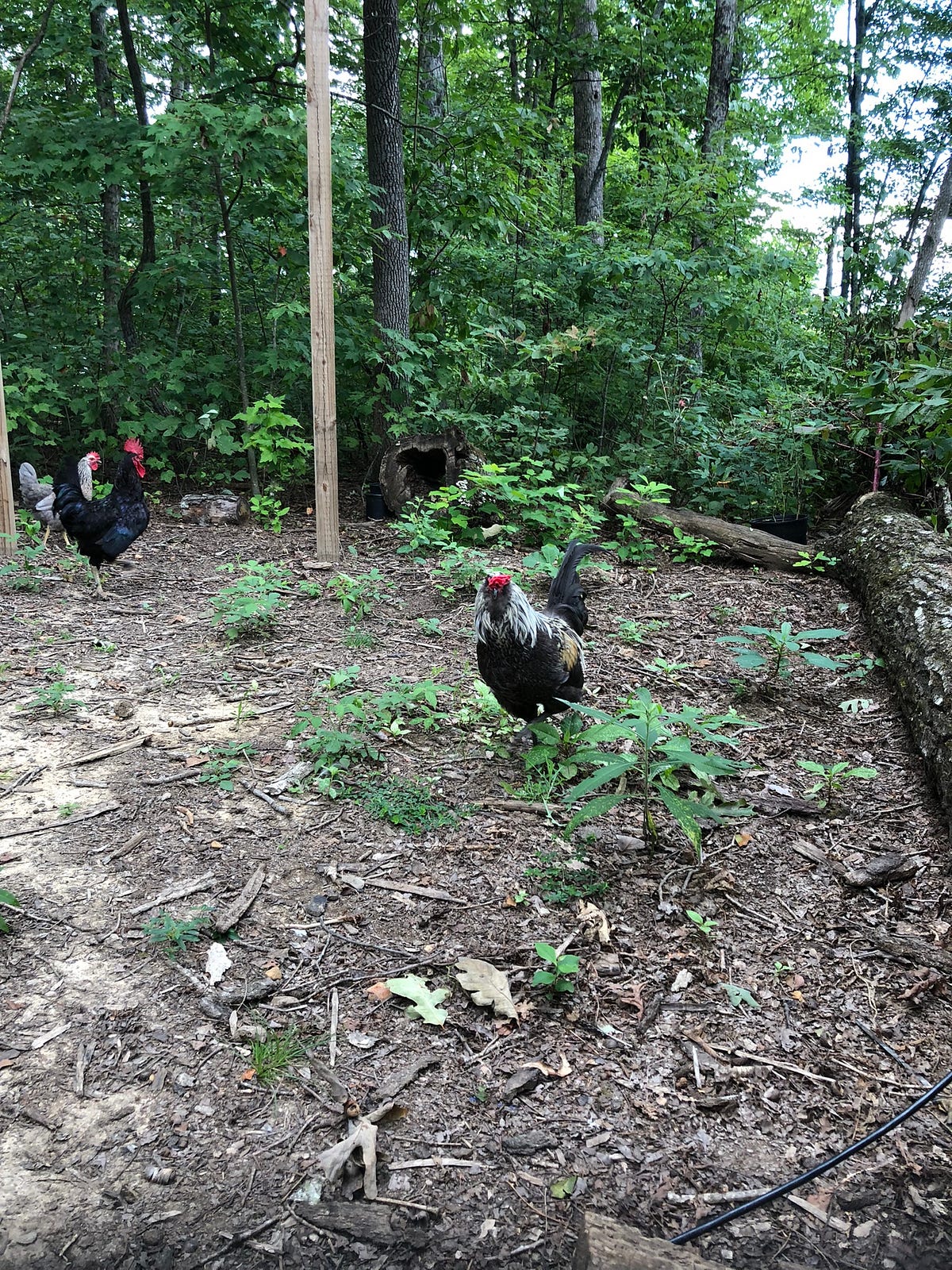 View of Can You Raise Backyard Chickens From Foraging to Free Range? | by ...