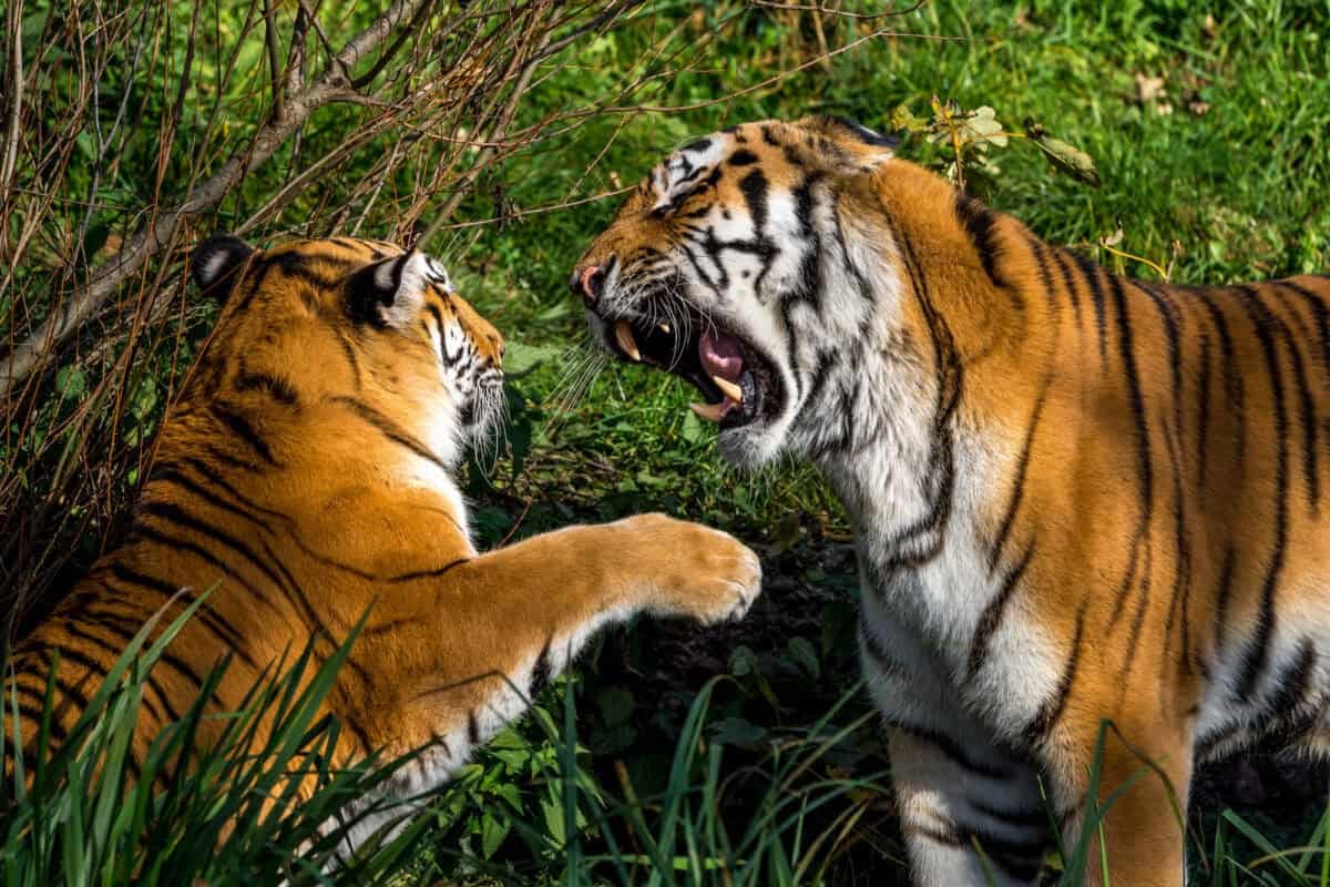 Top 16 Predators in the Food Chain | by Animals Around The Globe | Medium