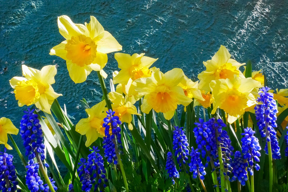 Daffodil’s Lament. A poem for spring gardens of memory and… by Amanda