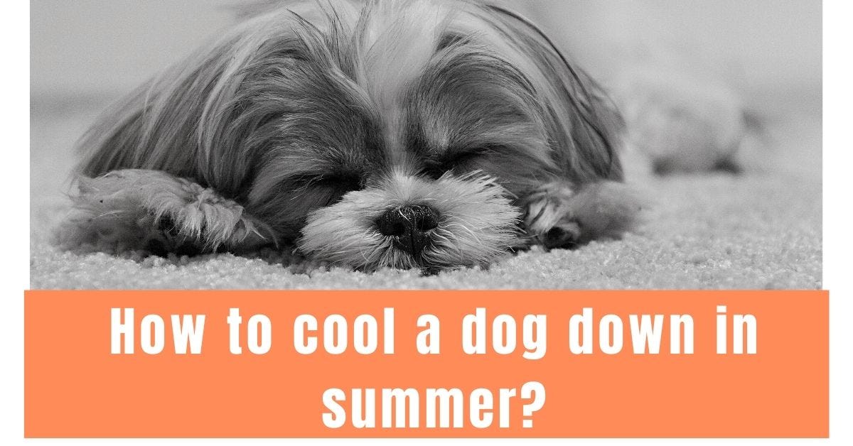 How to cool a dog down in summer? by Knowledgegrip com Medium