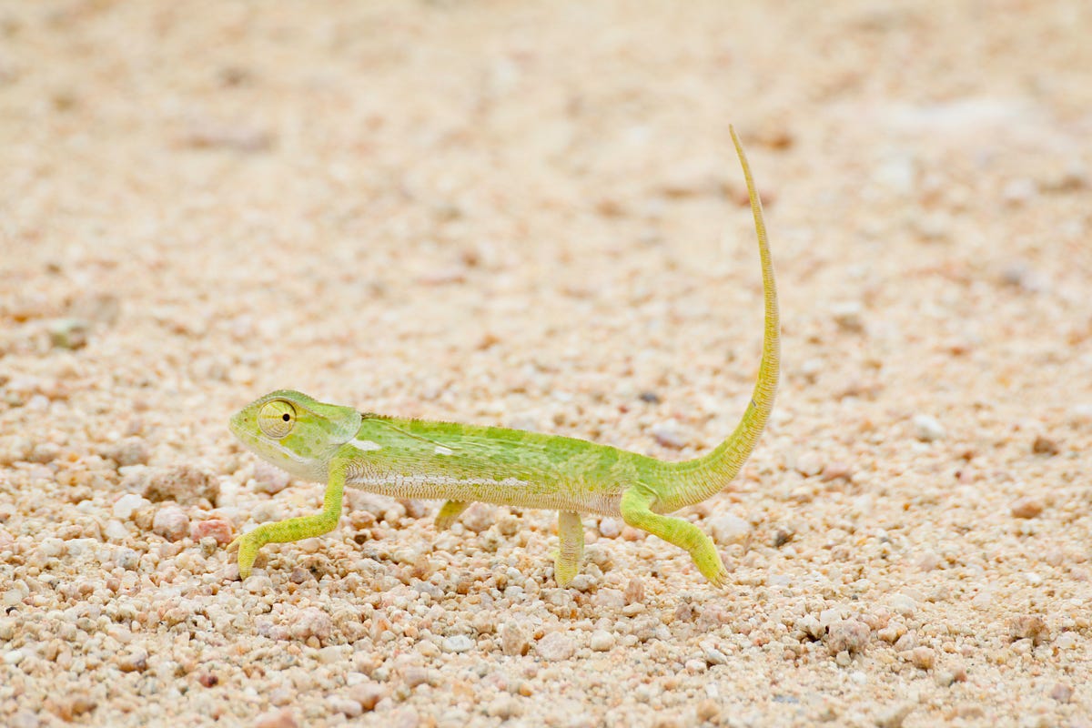 C: the chameleon of the Latin script! | by Prateek Vasisht | The Haven