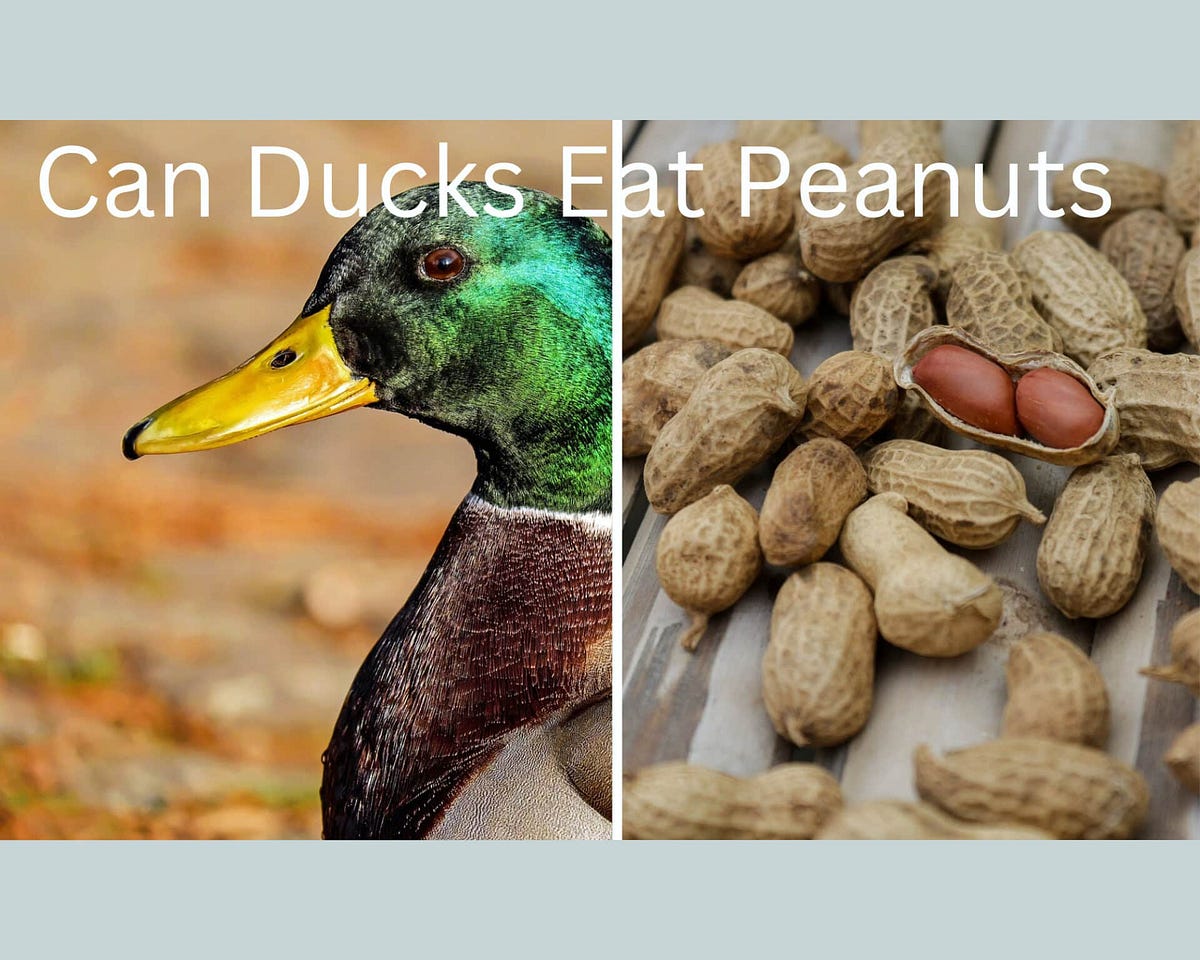 Can Ducks Eat Peanuts? Is It Healthy? by Taylorwelton Medium