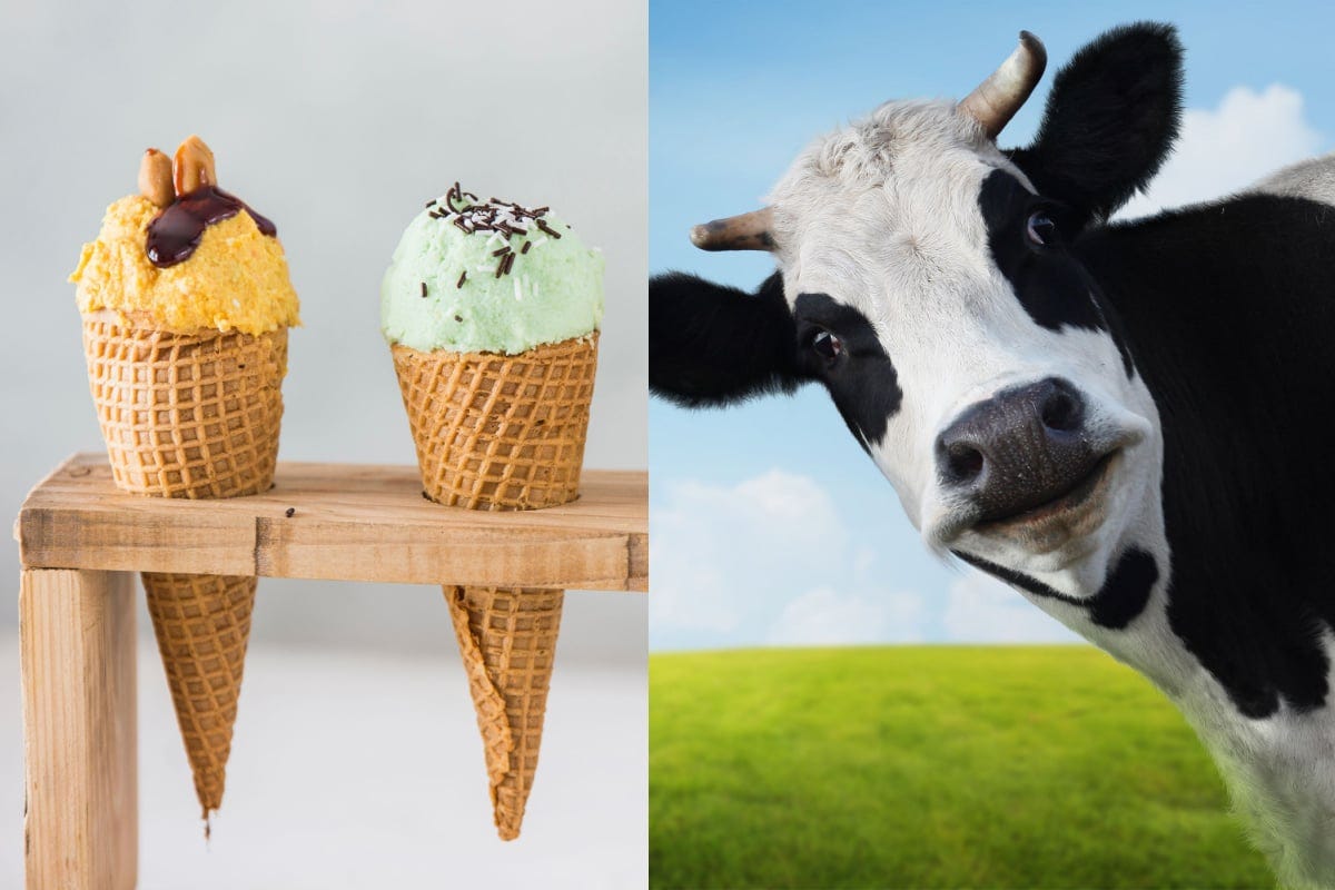 « Cultivée en laboratoire », une marque invente une glace au lait de vache… sans vache !