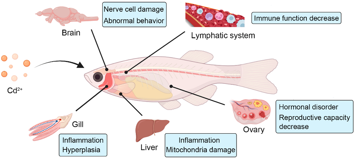 Image showcasing Pregnancy Complications Linked to High Mercury Levels in Fish ...