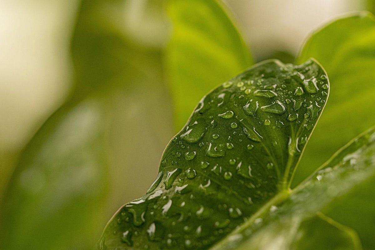 What to do if your garden is too wet Tips that can help you grow