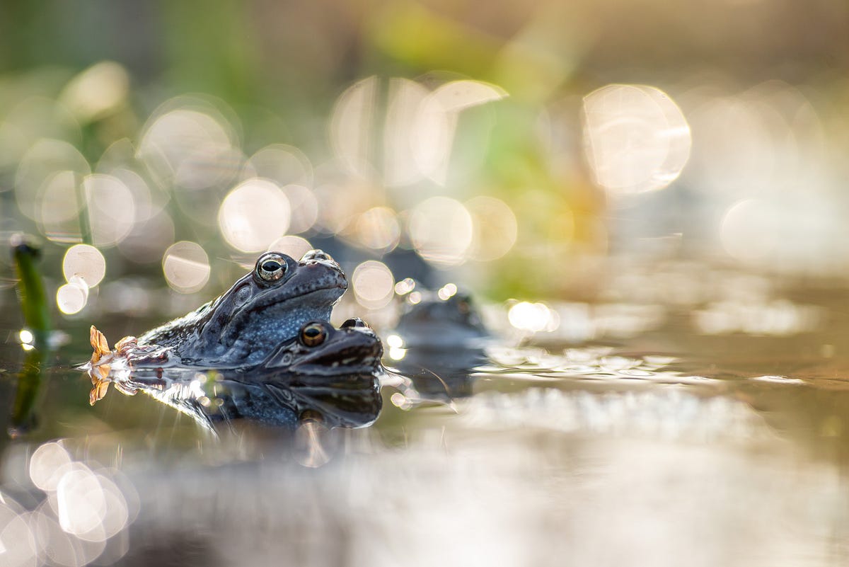 A Frog and a Toad. Poetry and facts | by Giulietta Passarelli | The