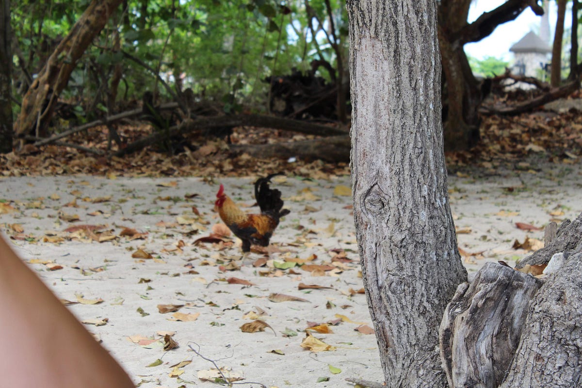 Can You Have Chickens In Your Backyard? Backyard Chicken News Medium