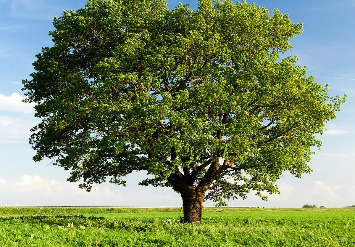 Understanding Basic Tree Structures in Python | by Sudipakoner | Medium