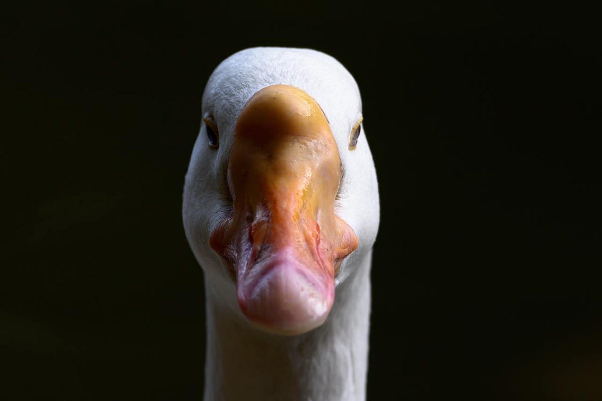 You Anger a Goose. You’re being threatened by a goose. You… by Every