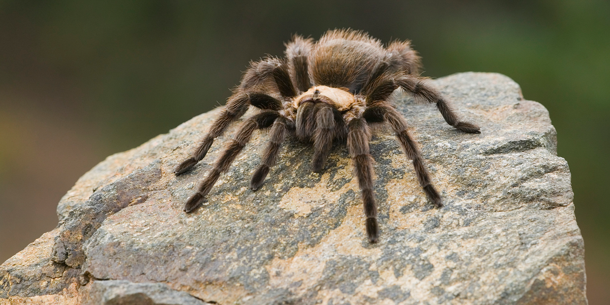 Image of: Road Trip to Yosemite for Tarantula Season — The Bold Italic — San Francisco