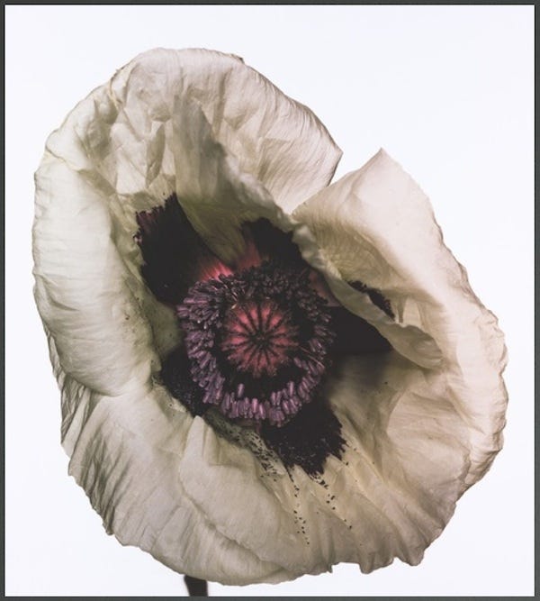 Irving Penn's Unsentimental Flowers | by Jeffrey Roberts | Vantage | Medium