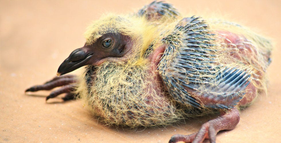 Image of: This is What a Baby Pigeon Looks Like — The Bold Italic — San Francisco