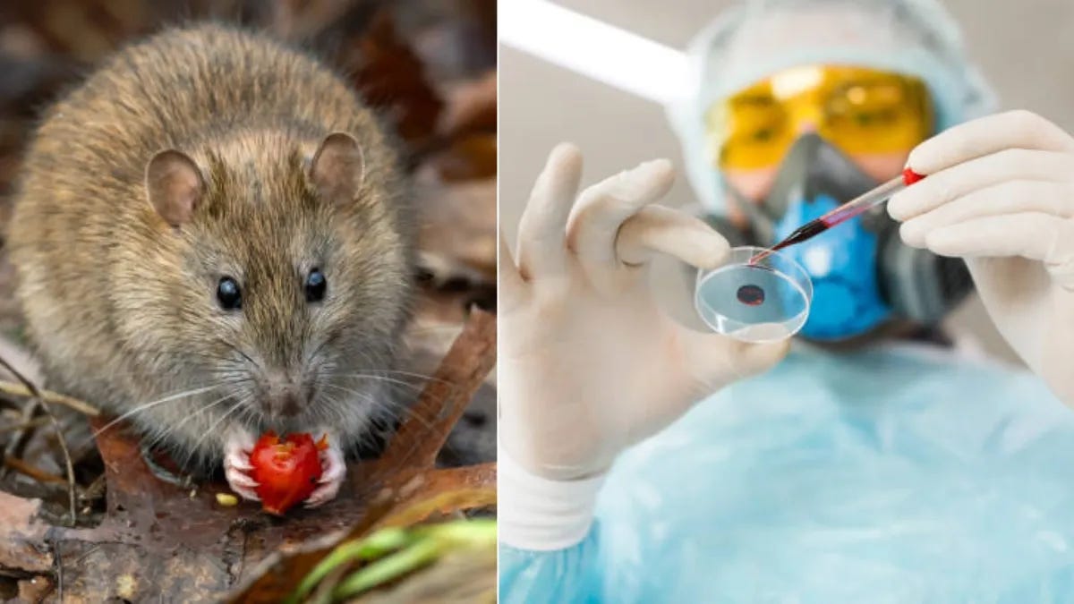 Hantavirus: What You Need to Know Right Now — Before It’s Too Late