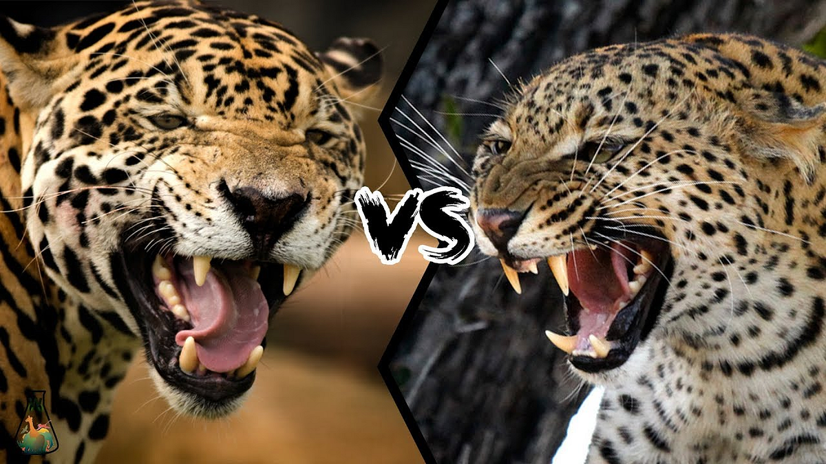 Jaguar vs Leopard Bite force comparison who will win deadly fight