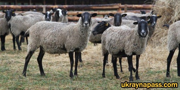 Romanov Koyunu Hakkında Herşey. Anavatanı Rusya olan Romanov koyunu… | by  Ukrayna Pass | Medium