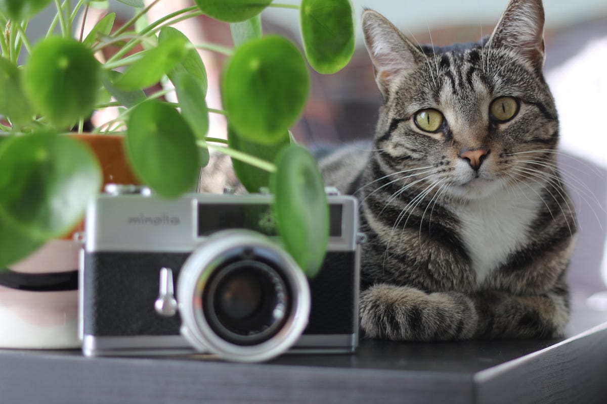 6 Best Cat Camera Collar — Life from Your Cat’s POV by Tehreem Puri