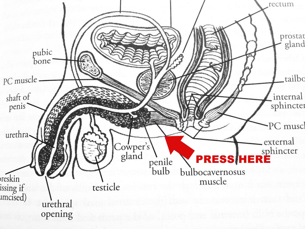 Pygeum Premature Ejaculation Cheap Sale laseb.fae.ufmg.br 