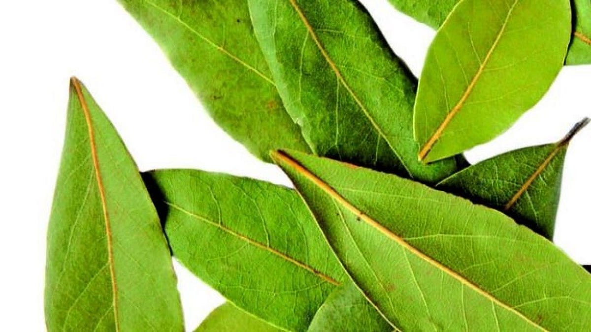 USO DE LAS HOJAS DE LAUREL masqueremedio Medium