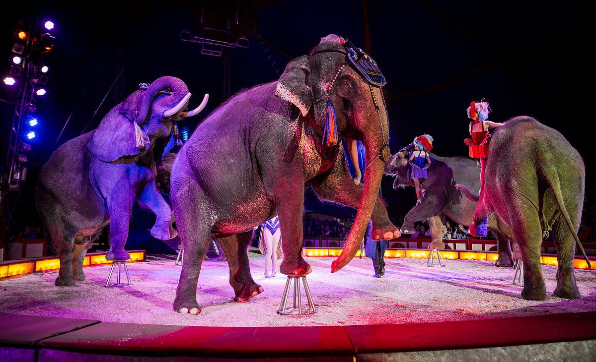 How PETA ended the Circus Industry in India in the name of Animal ...