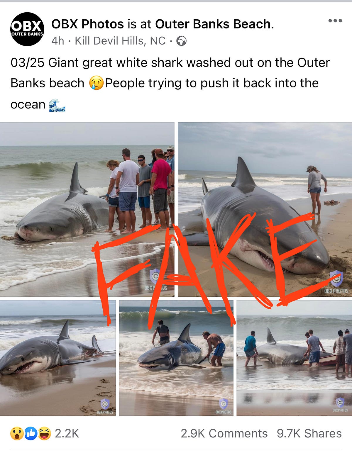 Fake news Great white shark beached in NC by Briannamailhot Medium