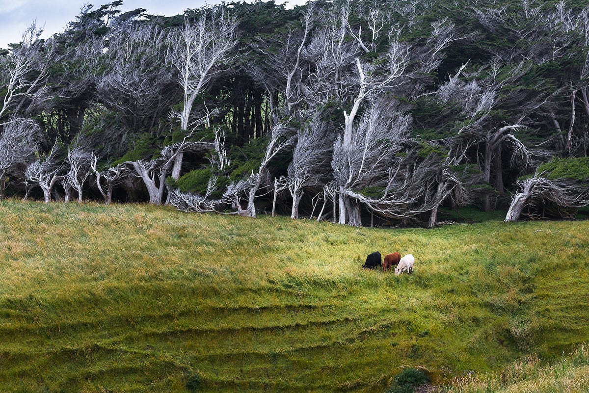 Деревья в новой Зеландии ветер