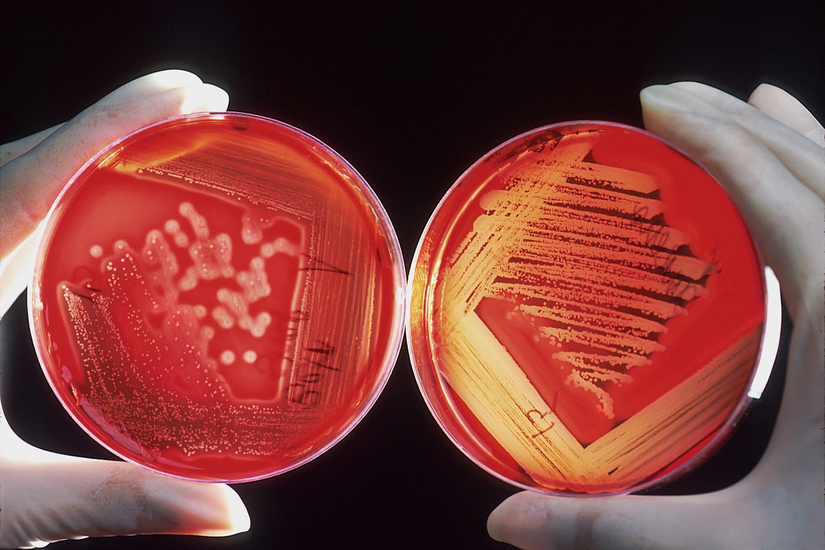 Understanding The Differences Between Antibiotics And Antiviral   0*R6sKb IsF6DOcg68