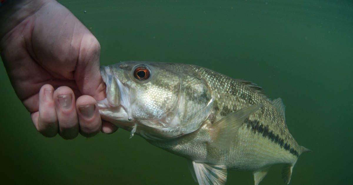 These 7 Live Baits Will Help You Catch More Bass, by Juttasifft