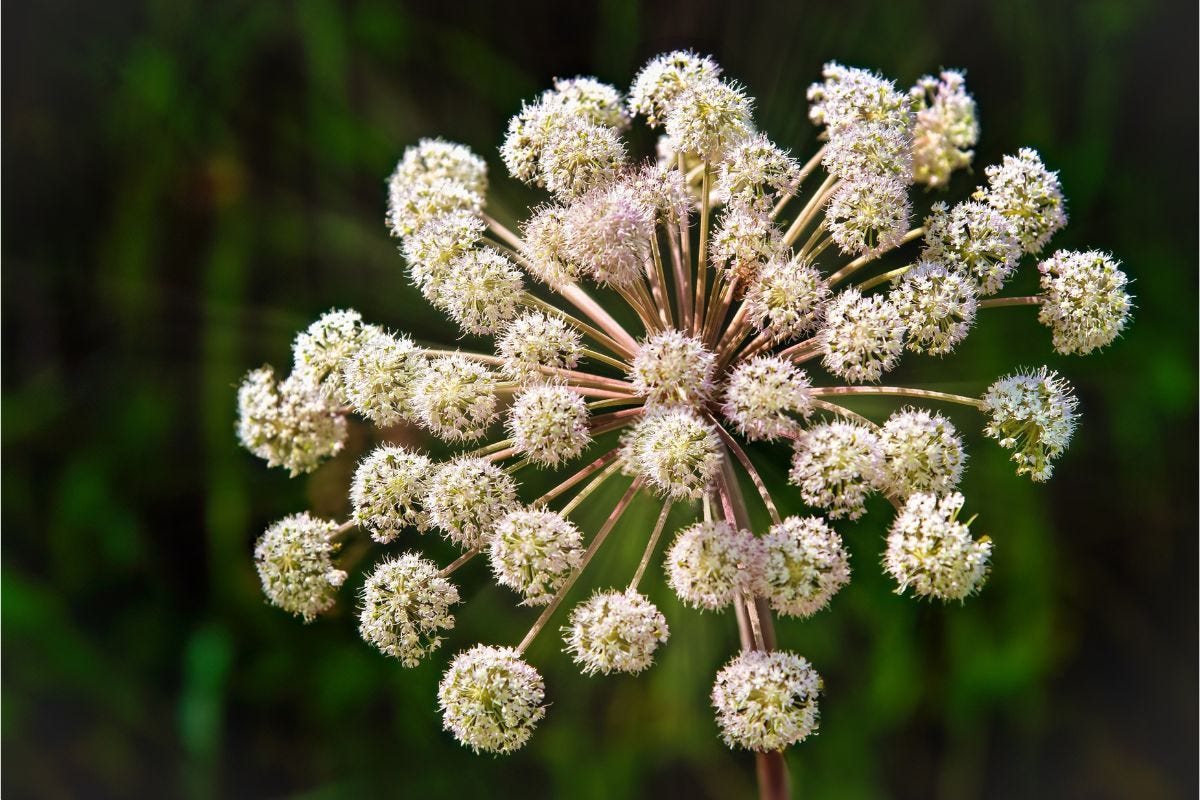 Angélique Officinale : Histoire, Vertus et Traditions de l’Herbe du Saint-Esprit