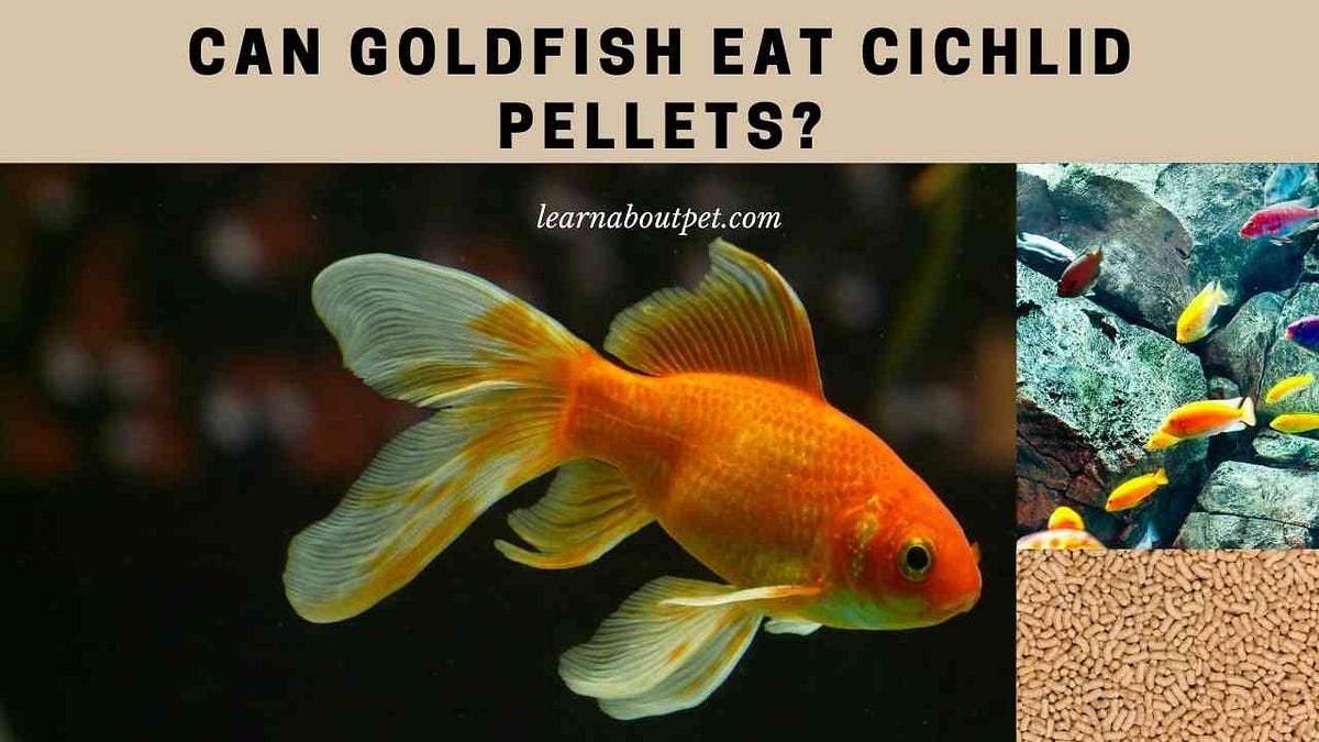 Goldfish eat deals